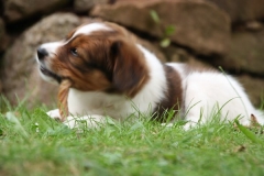 WELPEN_012