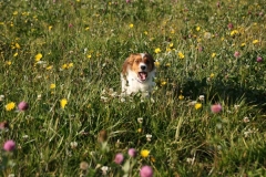WELPEN_027