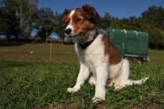 WELPEN_029